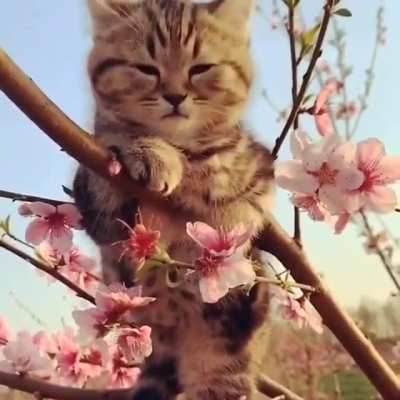 Cuteness Overload