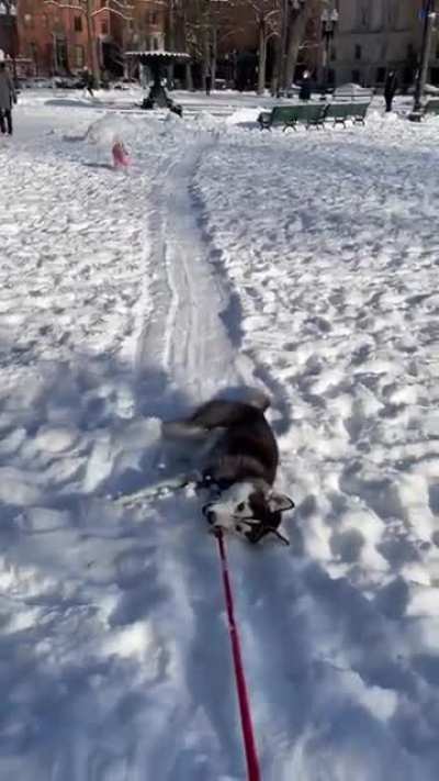 When my Husky pup declines to walk back home
