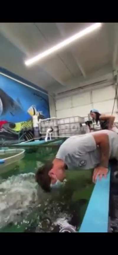 knockout by a fish