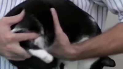 SQUISH THAT CAT