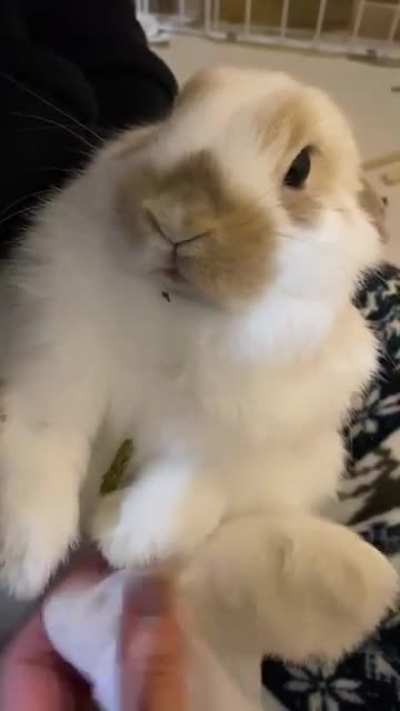 This lovable idiot stepped in the poop he was trying to eat and then dropped the treats he got for being a good boy while we cleaned his foot