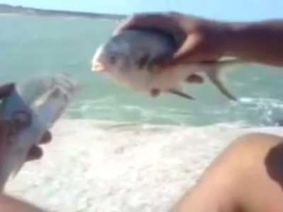 fish