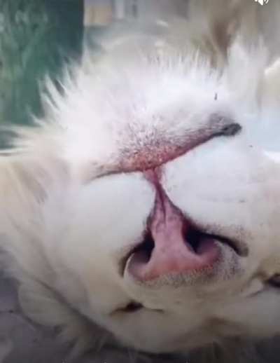 Boop boop boop