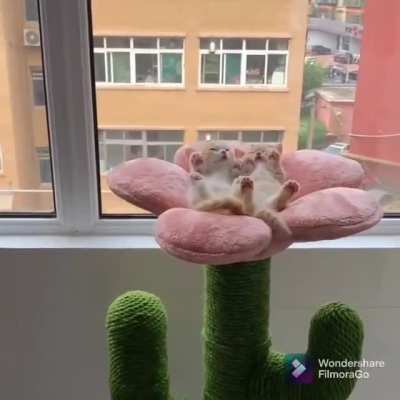 The cutest pistils
