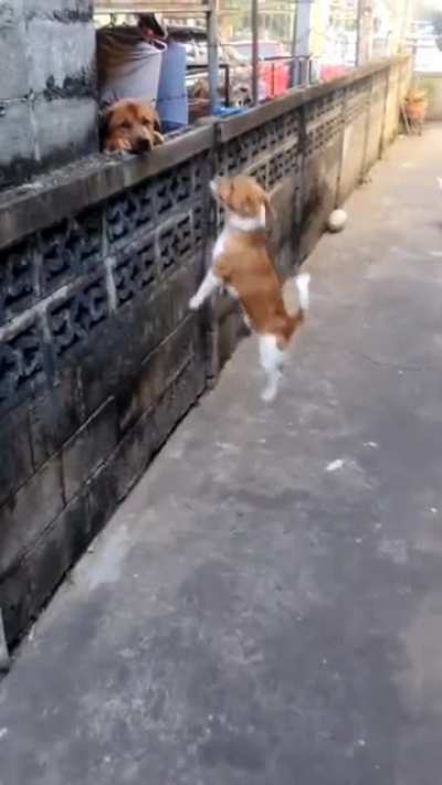 Cute doggo wanta to pla-
