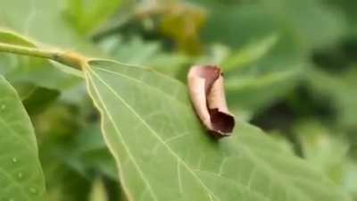 This moth has evolved a spectacular optical illusion to avoid predation: it&rsquo;s (flat) wings are shaded in all the right places to resemble a curled up dead leaf in 3D.
