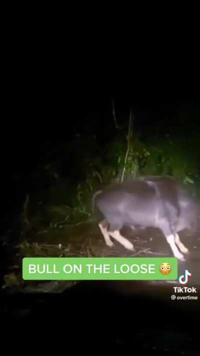 Bitch, I&rsquo;m a bull!