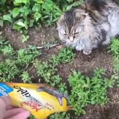 Meow Mix!