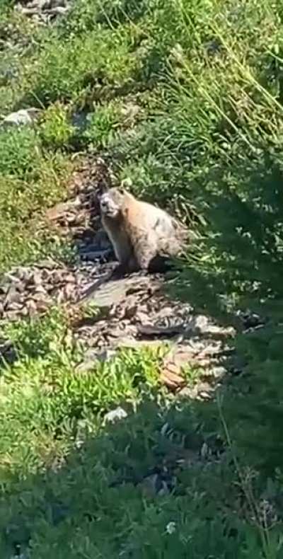 Marmot.