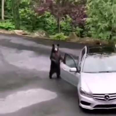 Poor bear
