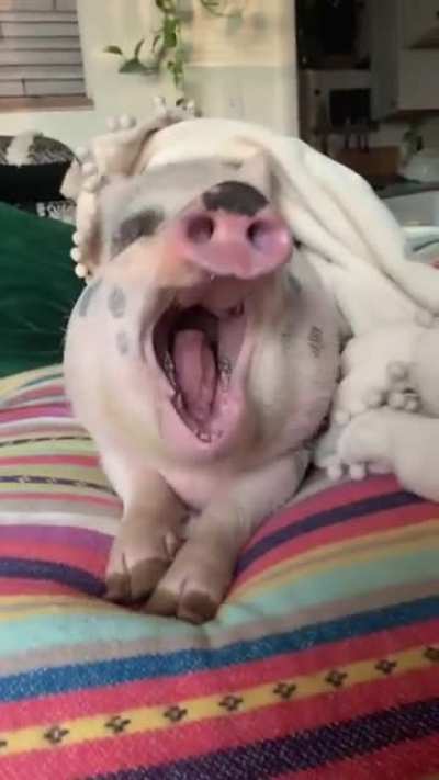 Wakey wakey