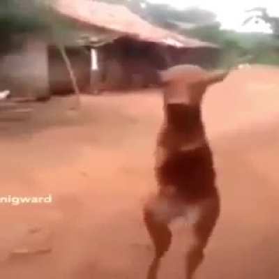 Cursed_Cow