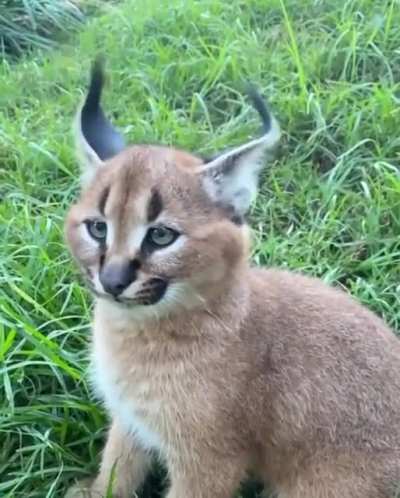 caT fUcKINg snAPs Its Own eaRS IN HaLf