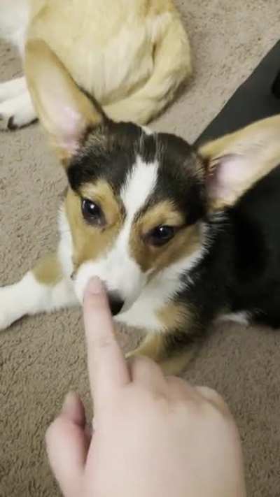 the ears button