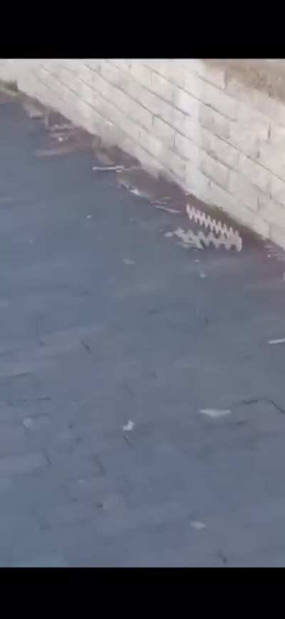 This parrot ripping off bird spikes from a window ledge. It&rsquo;s like he screaming, let my people sit.