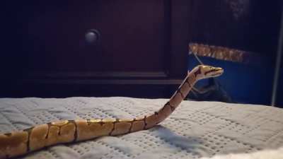 Chai is doing her best scope. Of course she yawned all cute right after and I missed it.