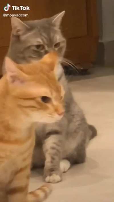 Hairballs are difficult man