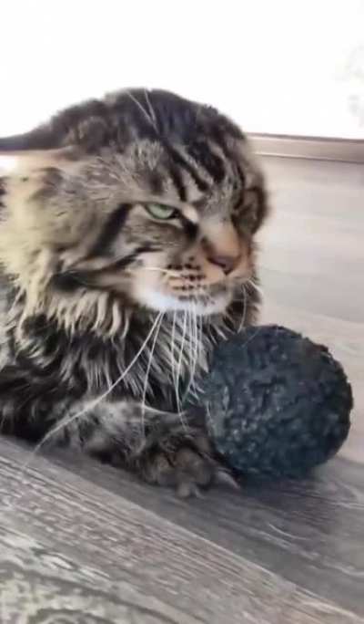 "Say ball again. SAY BALL again! And I dare you, I double dare you motherf*cker! Say ball one more time." [Crosspost from r/AnimalsBeingJerks OP: Thund3rbolt]