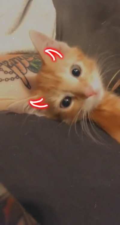 fostering this lil devil and his 3 siblings