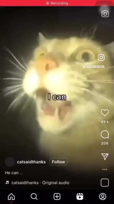 🐱🐱