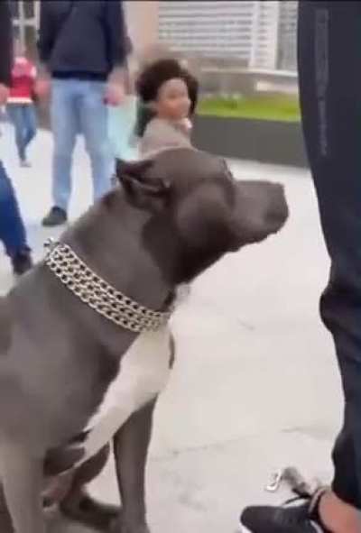 why da dog lookd so frendly