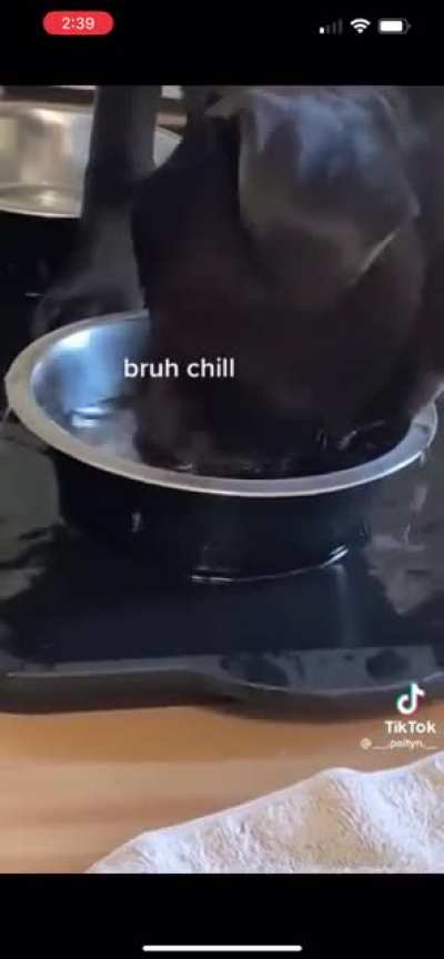 Man&rsquo;s Best Hydrohomie