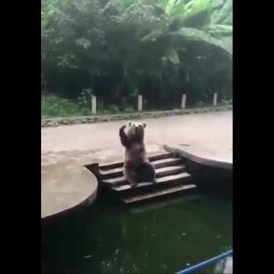 A adorable bear waving to visitors in Zoo.