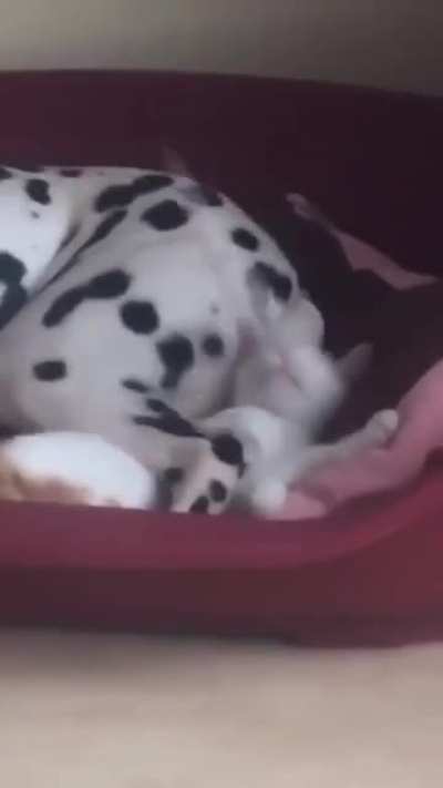 Cachorro fia da puta