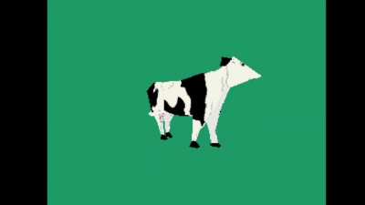 azerbaijani cow (Qaya - sahil boyu gezirem)