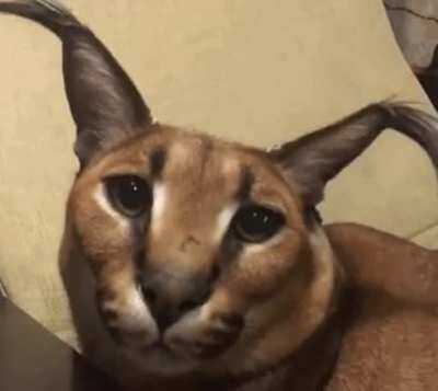 that flop