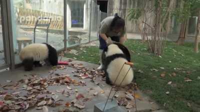 Nanny futilely attempts to rake leaves amongst group of drunk toddlers.