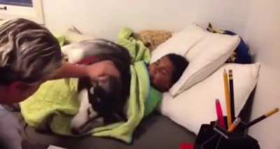 Husky won&rsquo;t let boy go to school