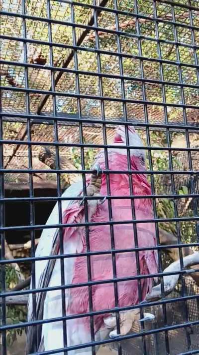 Scritch this damn Galah