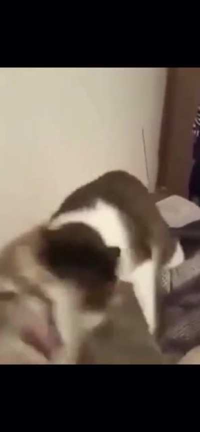 Cat gets chomped