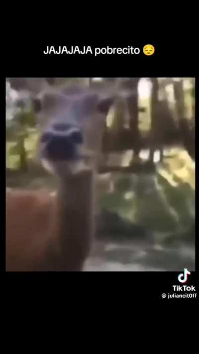Coitado