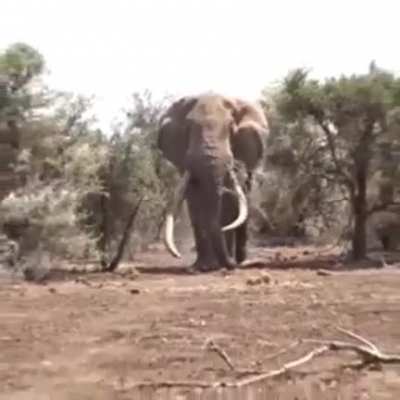 🔥 Largest Elephant in the world, 8000 kg weight In Tanzania.