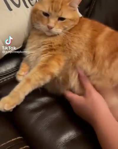 Unmeowted