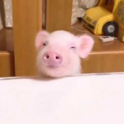 What a precious little face on that little piggy!