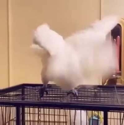 Moves like Jagger (sound on)