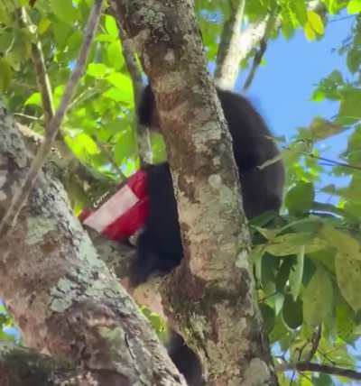 Un mono le afanó las choco chips a unos turistas en Cataratas del Iguazú