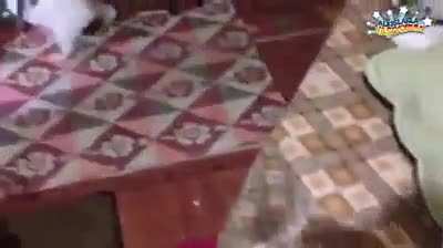 D&uuml;nyanın en efsane fare yakalama operasyonu