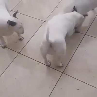 O cachorro e mais forte que um ser humano