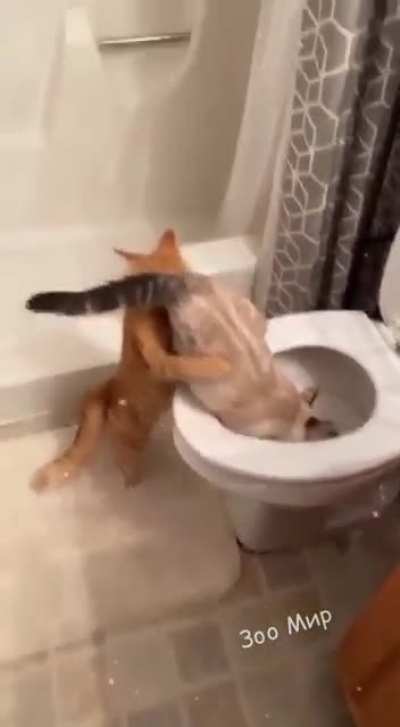 Fuck your toilet 