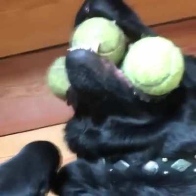 "Even when I&rsquo;m on my back getting bellyrubs, I won&rsquo;t leave my 3 balls." [via jaap.and.flip.labbrothers]