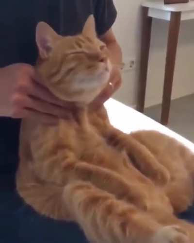 cat.