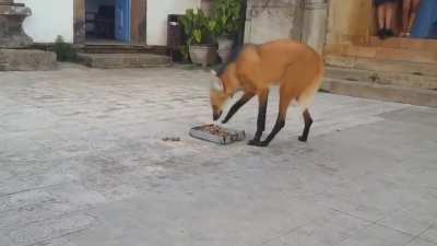 Guar&aacute; Wolf is big
