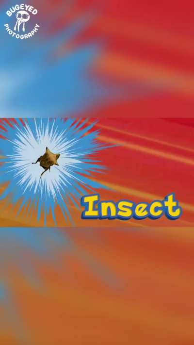 Who&rsquo;s that insect?