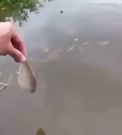 Blursed fishing