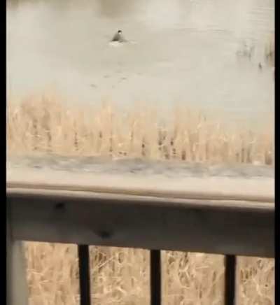 a mother goose drowns a seagull to death, after he tried to do something to her nest.