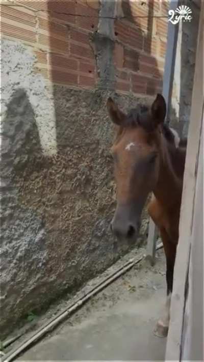 Juan 🐎